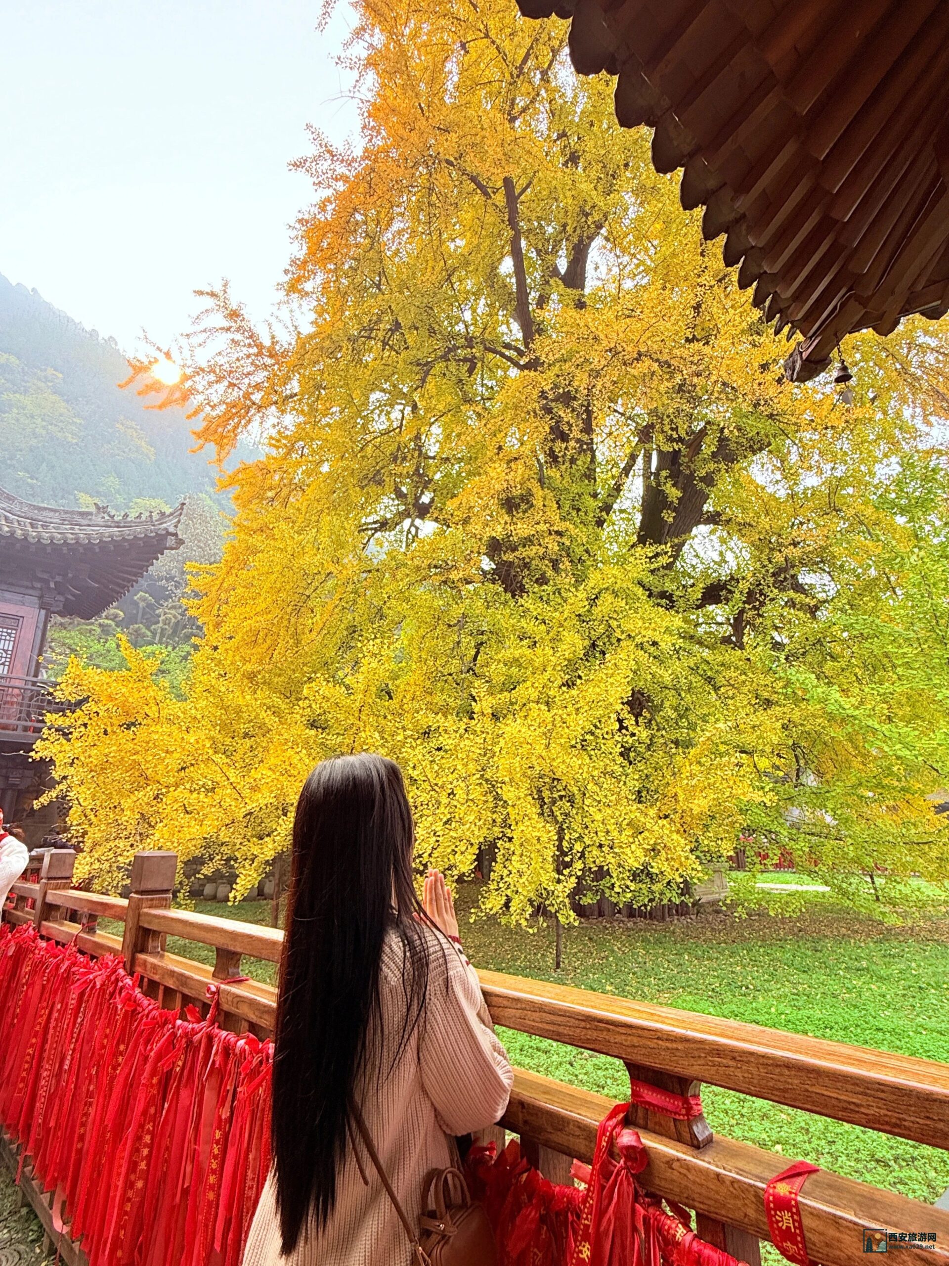 古观音禅寺千年银杏实拍图来啦！预约入口戳→
