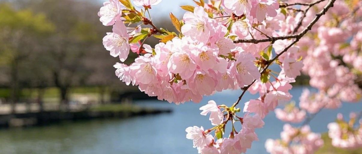 3月份全国赏花最适合自驾出行的10条线路