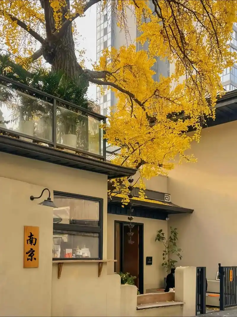 南京景点必去景点