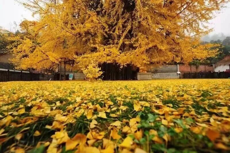 2025年度古观音禅寺观赏银杏树预约通道开启