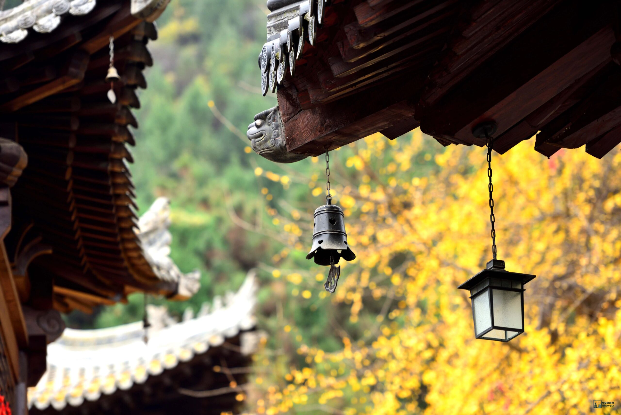 这个假期，约不上陕西历史博物馆门票？那就去寺庙里撸猫吧！