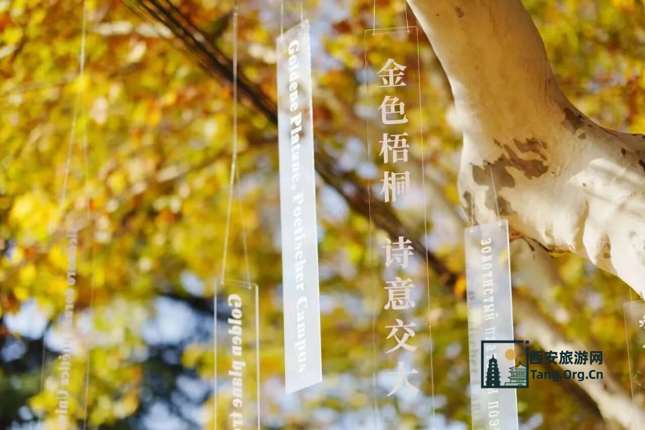2025西安交通大学第七届金色梧桐节预约参观指南（时间+地点+活动+入口）