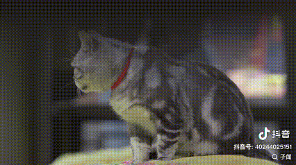 这个假期，约不上陕西历史博物馆门票？那就去寺庙里撸猫吧！