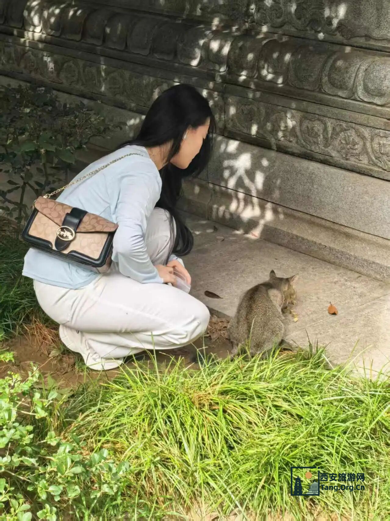 这个假期，约不上陕西历史博物馆门票？那就去寺庙里撸猫吧！