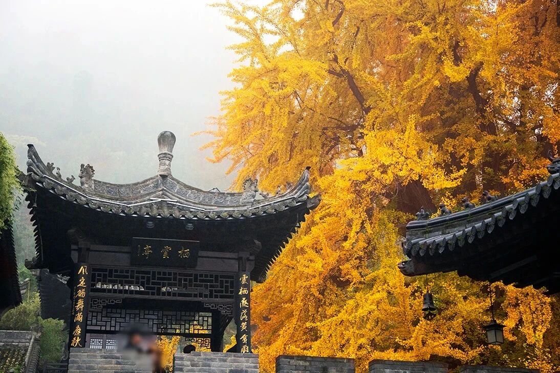 2025年度古观音禅寺观赏银杏树预约通道开启