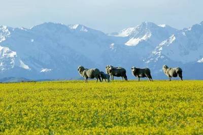 新疆旅游攻略景点推荐