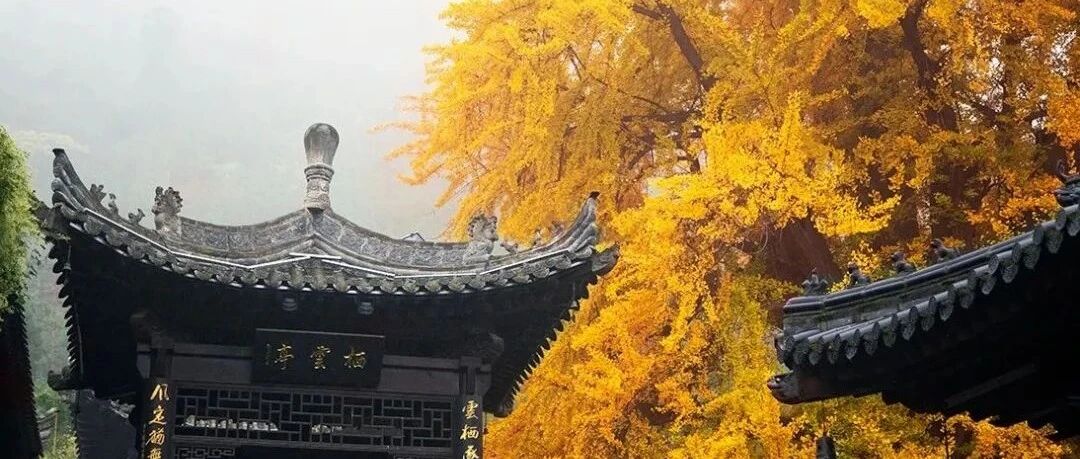 2025年度古观音禅寺观赏银杏树预约通道开启