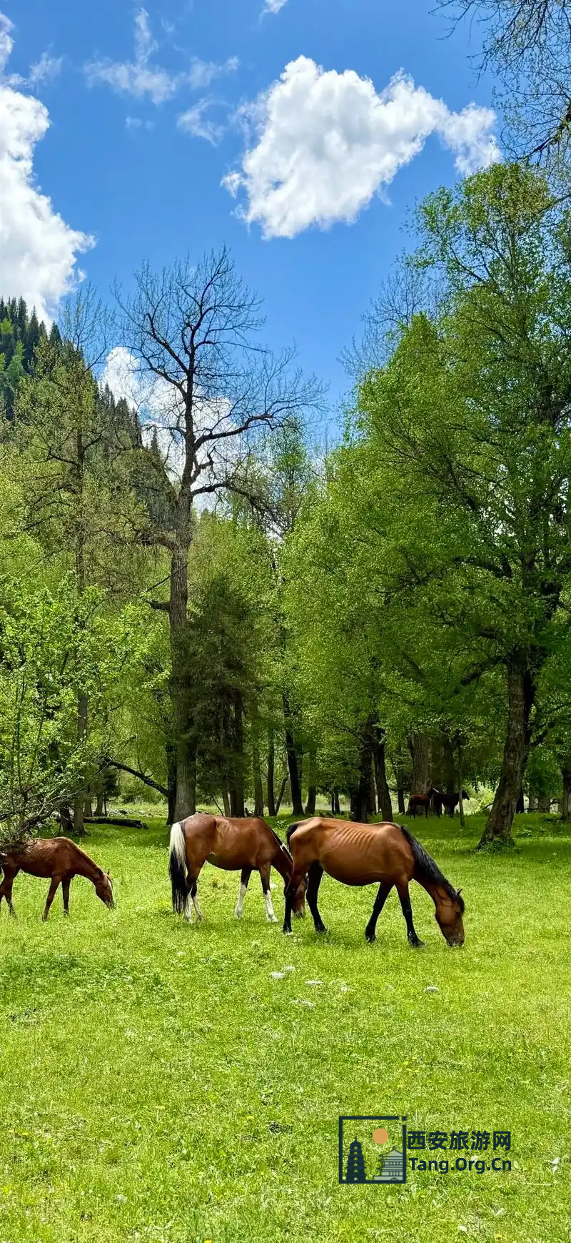 新疆好的旅行社推荐