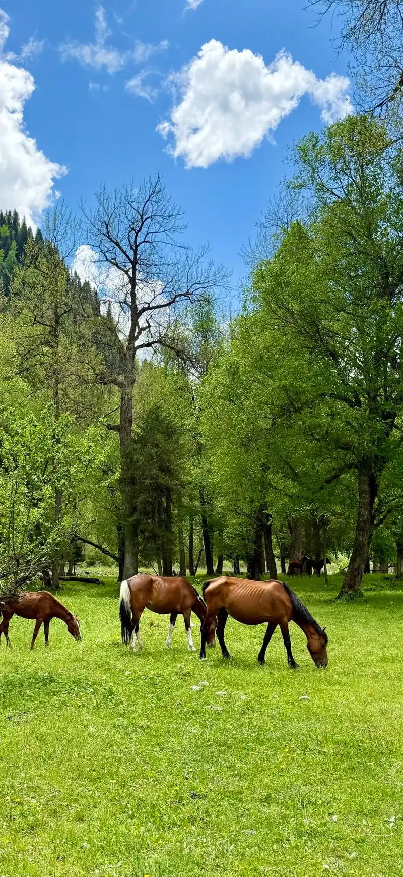 新疆旅游详细攻略一日游