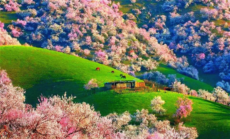 新疆旅游攻略：穿越天山南北，邂逅西域风情