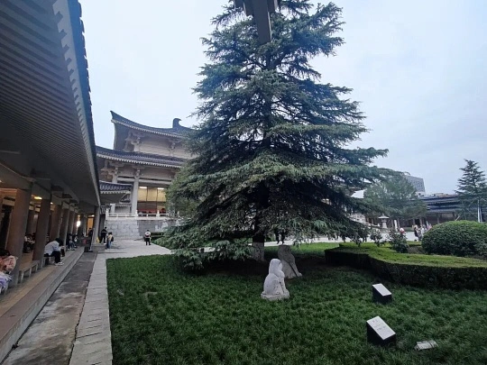陕西历史博物馆怎么预约免费领票