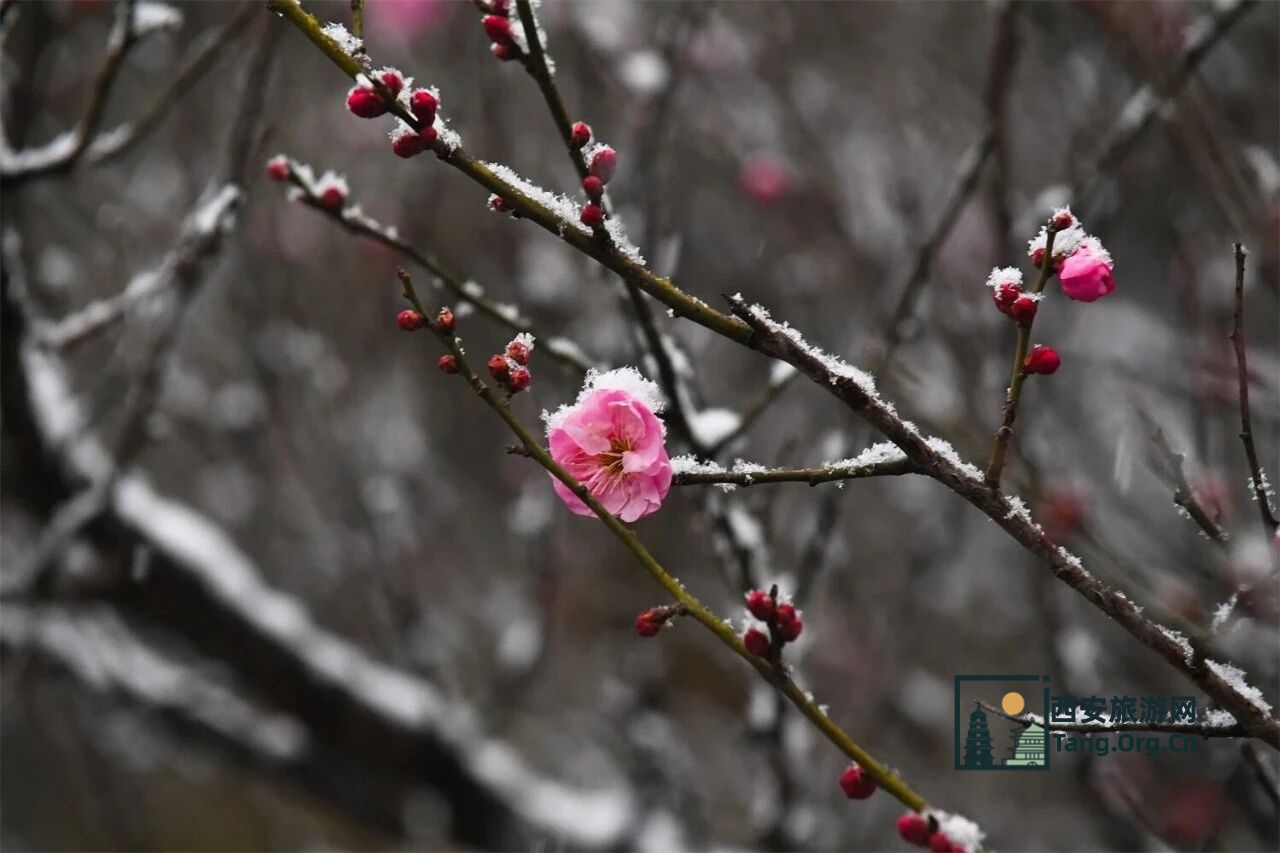 兵马俑 | 秦始皇帝陵博物院寒假学生购票全攻略